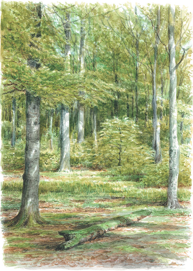 Иллюстрация к книге — Лес. Как устроена лесная экосистема [i_019.jpg]