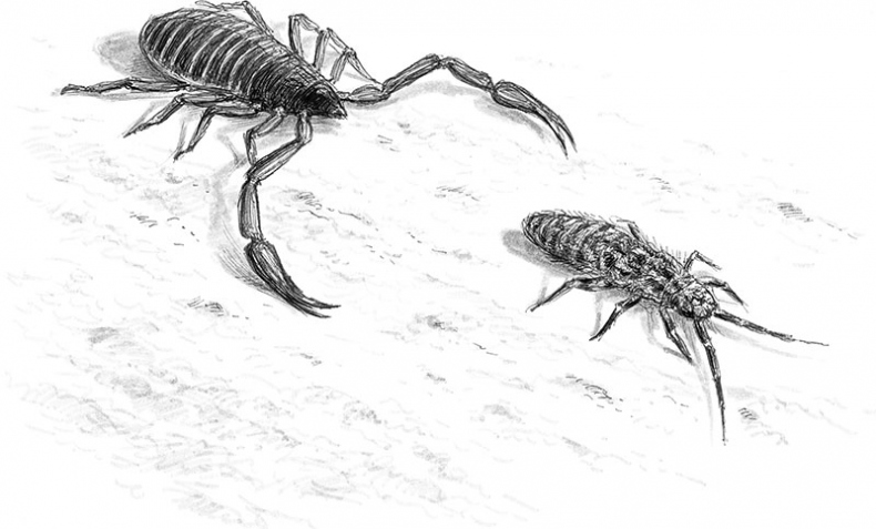 Иллюстрация к книге — Лес. Как устроена лесная экосистема [i_020.jpg]