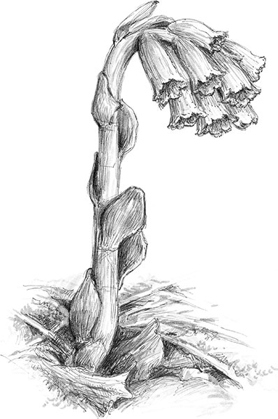 Иллюстрация к книге — Лес. Как устроена лесная экосистема [i_021.jpg]