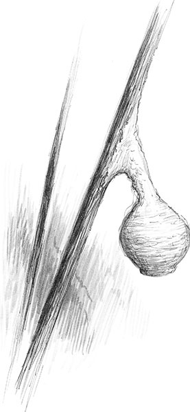 Иллюстрация к книге — Лес. Как устроена лесная экосистема [i_022.jpg]