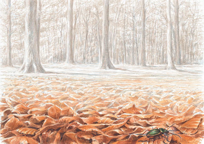 Иллюстрация к книге — Лес. Как устроена лесная экосистема [i_023.jpg]