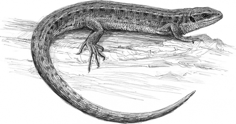 Иллюстрация к книге — Лес. Как устроена лесная экосистема [i_024.jpg]