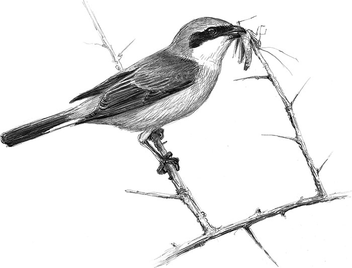 Иллюстрация к книге — Лес. Как устроена лесная экосистема [i_027.jpg]