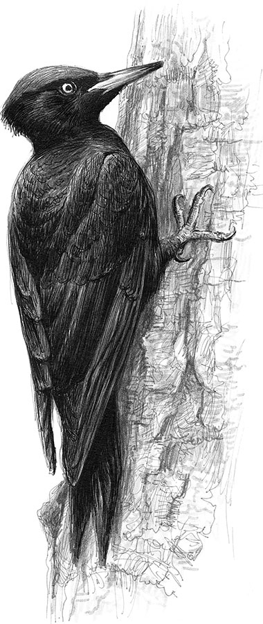 Иллюстрация к книге — Лес. Как устроена лесная экосистема [i_029.jpg]