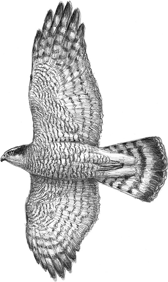 Иллюстрация к книге — Лес. Как устроена лесная экосистема [i_031.jpg]