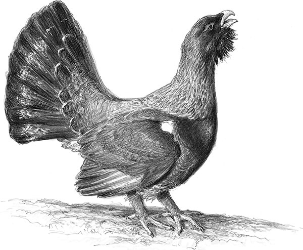 Иллюстрация к книге — Лес. Как устроена лесная экосистема [i_034.jpg]