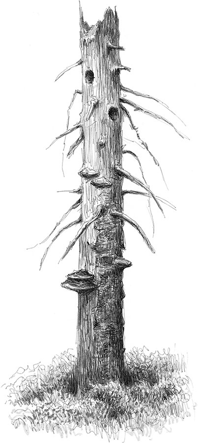 Иллюстрация к книге — Лес. Как устроена лесная экосистема [i_035.jpg]