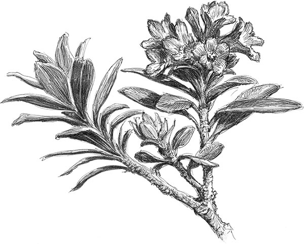 Иллюстрация к книге — Лес. Как устроена лесная экосистема [i_036.jpg]