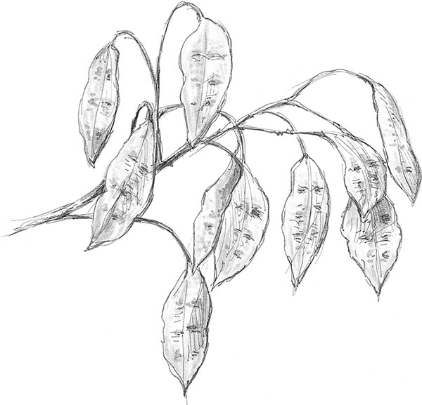 Иллюстрация к книге — Лес. Как устроена лесная экосистема [i_038.jpg]