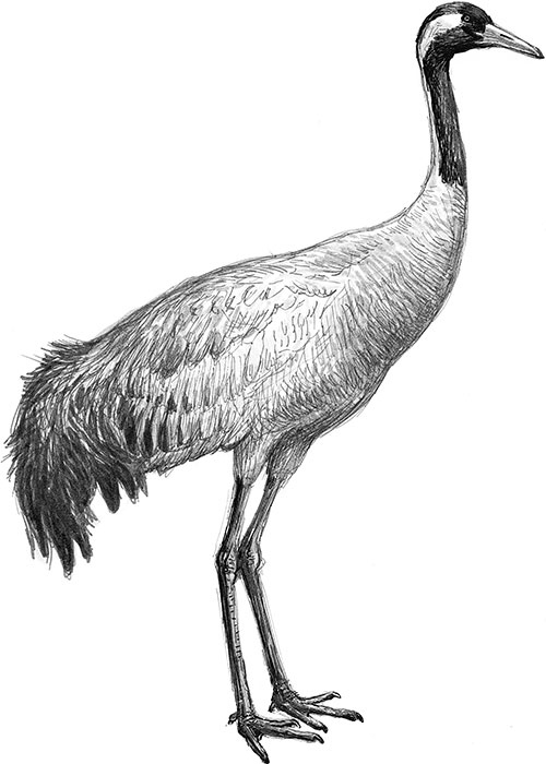 Иллюстрация к книге — Лес. Как устроена лесная экосистема [i_046.jpg]