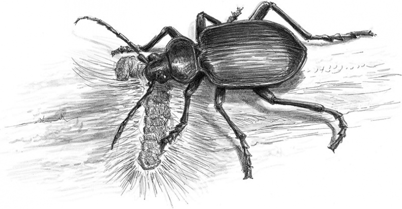 Иллюстрация к книге — Лес. Как устроена лесная экосистема [i_047.jpg]