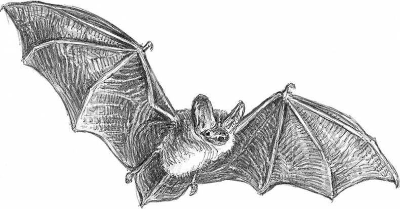 Иллюстрация к книге — Лес. Как устроена лесная экосистема [i_048.jpg]