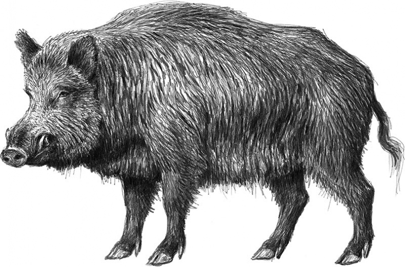 Иллюстрация к книге — Лес. Как устроена лесная экосистема [i_049.jpg]