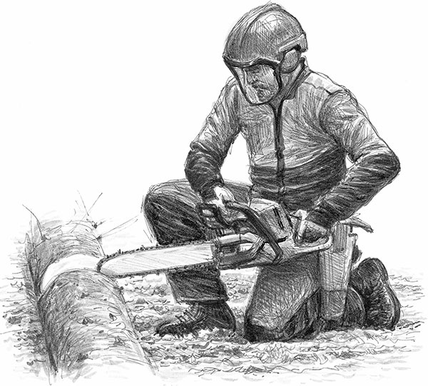 Иллюстрация к книге — Лес. Как устроена лесная экосистема [i_051.jpg]