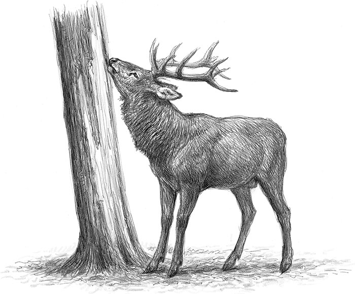 Иллюстрация к книге — Лес. Как устроена лесная экосистема [i_054.jpg]