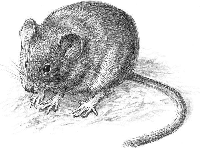 Иллюстрация к книге — Лес. Как устроена лесная экосистема [i_056.jpg]