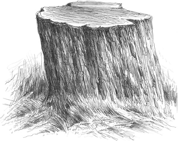 Иллюстрация к книге — Лес. Как устроена лесная экосистема [i_057.jpg]