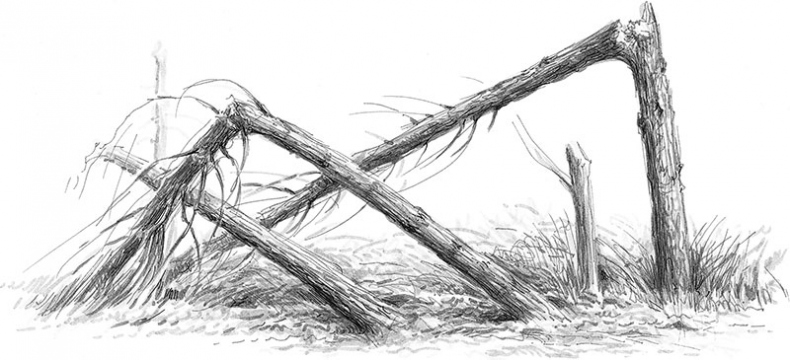 Иллюстрация к книге — Лес. Как устроена лесная экосистема [i_059.jpg]