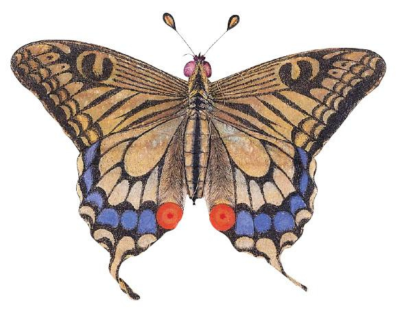 Иллюстрация к книге — Воздушные змеи [i_021.jpg]