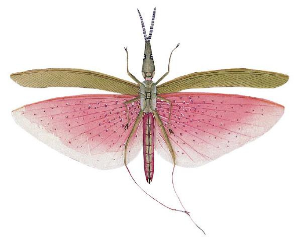 Иллюстрация к книге — Воздушные змеи [i_056.jpg]