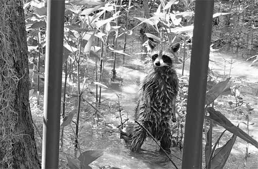 Иллюстрация к книге — Наш дикий зов. Как общение с животными может спасти их и изменить нашу жизнь [i_002.jpg]