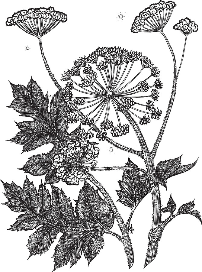 Иллюстрация к книге — Яды: вокруг и внутри. Путеводитель по самым опасным веществам на планете [i_004.jpg]