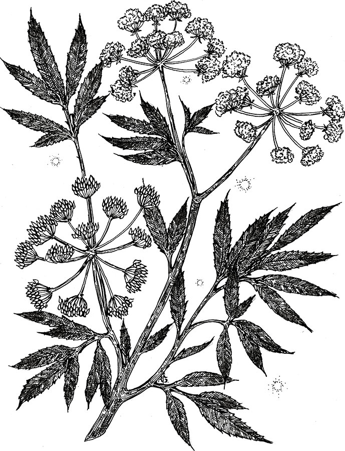 Иллюстрация к книге — Яды: вокруг и внутри. Путеводитель по самым опасным веществам на планете [i_011.jpg]