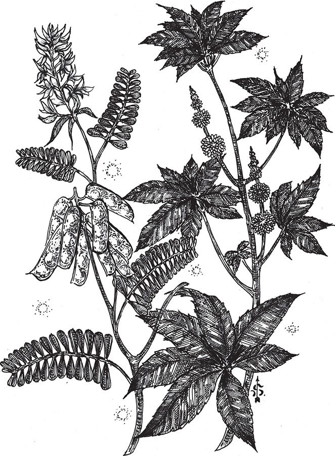 Иллюстрация к книге — Яды: вокруг и внутри. Путеводитель по самым опасным веществам на планете [i_018.jpg]