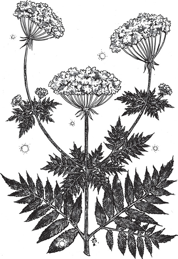 Иллюстрация к книге — Яды: вокруг и внутри. Путеводитель по самым опасным веществам на планете [i_019.jpg]