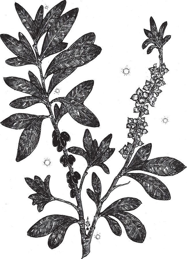 Иллюстрация к книге — Яды: вокруг и внутри. Путеводитель по самым опасным веществам на планете [i_021.jpg]