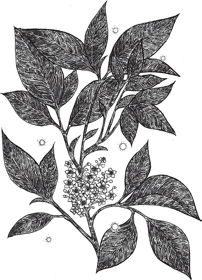 Иллюстрация к книге — Яды: вокруг и внутри. Путеводитель по самым опасным веществам на планете [i_027.jpg]