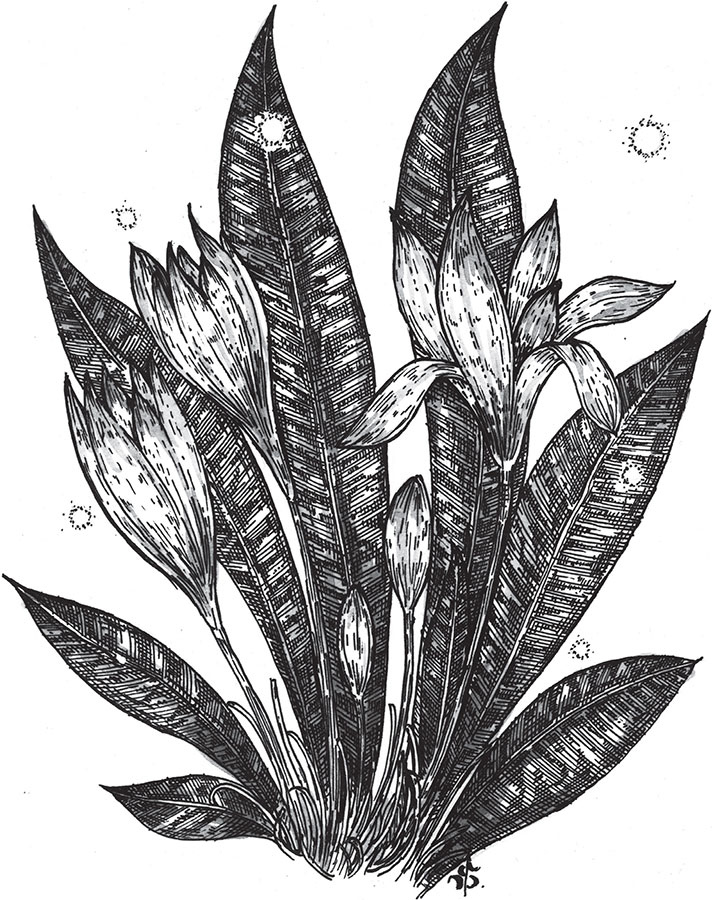 Иллюстрация к книге — Яды: вокруг и внутри. Путеводитель по самым опасным веществам на планете [i_032.jpg]