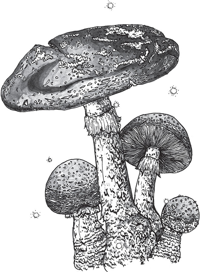 Иллюстрация к книге — Яды: вокруг и внутри. Путеводитель по самым опасным веществам на планете [i_039.jpg]