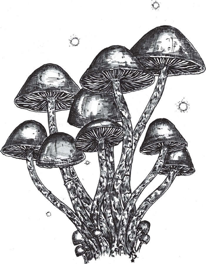 Иллюстрация к книге — Яды: вокруг и внутри. Путеводитель по самым опасным веществам на планете [i_043.jpg]