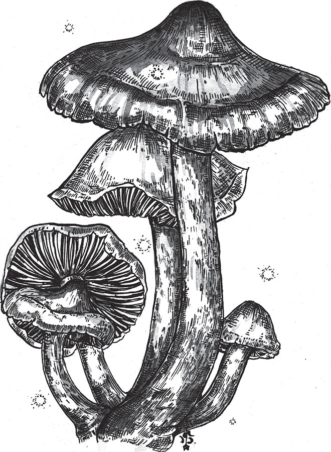 Иллюстрация к книге — Яды: вокруг и внутри. Путеводитель по самым опасным веществам на планете [i_045.jpg]