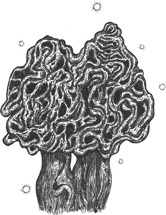 Иллюстрация к книге — Яды: вокруг и внутри. Путеводитель по самым опасным веществам на планете [i_047.jpg]