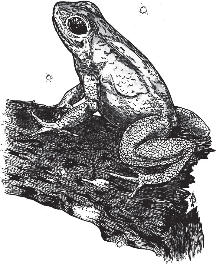 Иллюстрация к книге — Яды: вокруг и внутри. Путеводитель по самым опасным веществам на планете [i_069.jpg]