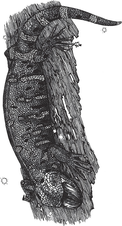 Иллюстрация к книге — Яды: вокруг и внутри. Путеводитель по самым опасным веществам на планете [i_071.jpg]