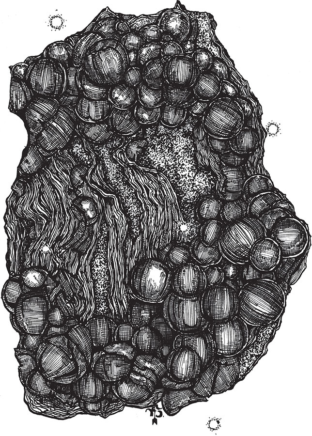 Иллюстрация к книге — Яды: вокруг и внутри. Путеводитель по самым опасным веществам на планете [i_081.jpg]