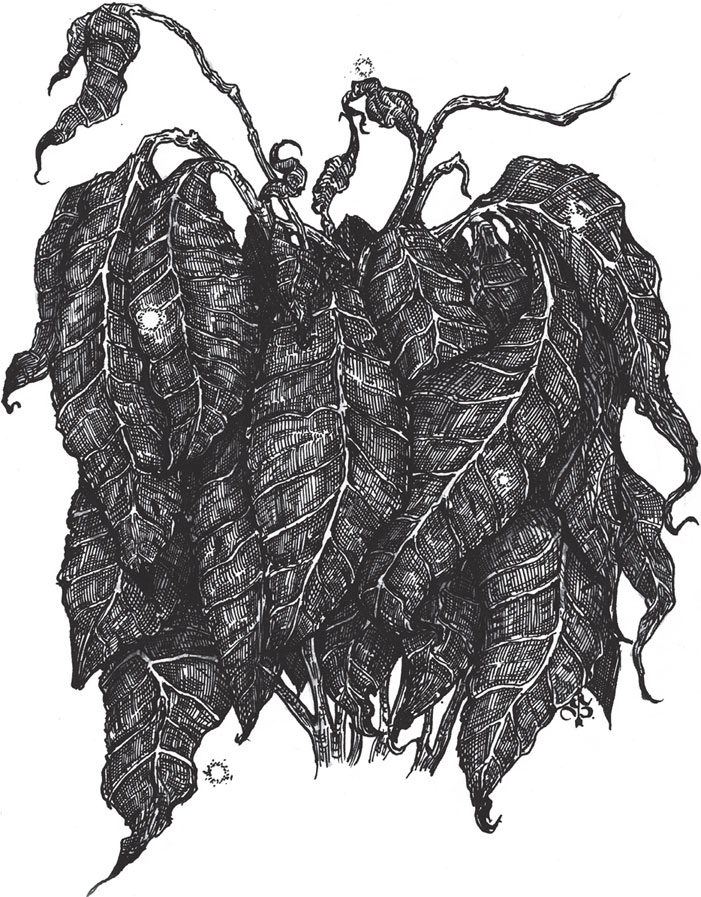 Иллюстрация к книге — Яды: вокруг и внутри. Путеводитель по самым опасным веществам на планете [i_099.jpg]