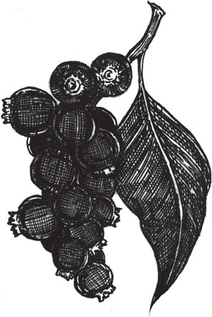 Иллюстрация к книге — Яды: вокруг и внутри. Путеводитель по самым опасным веществам на планете [i_115.jpg]