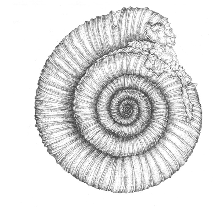 Иллюстрация к книге — Жизнь на нашей планете. Мое предупреждение миру на грани катастрофы [i_002.jpg]