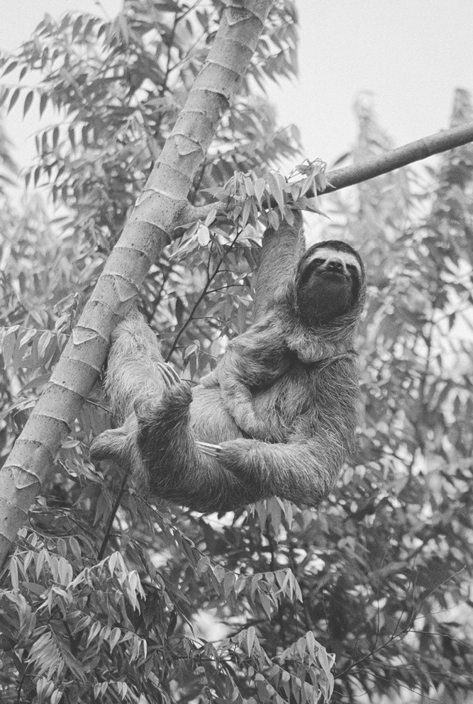 Иллюстрация к книге — Жизнь на нашей планете. Мое предупреждение миру на грани катастрофы [i_011.jpg]