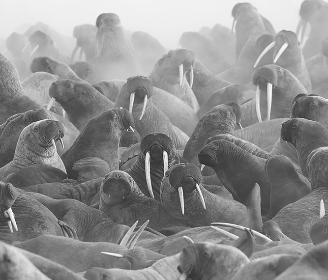 Иллюстрация к книге — Жизнь на нашей планете. Мое предупреждение миру на грани катастрофы [i_019.jpg]