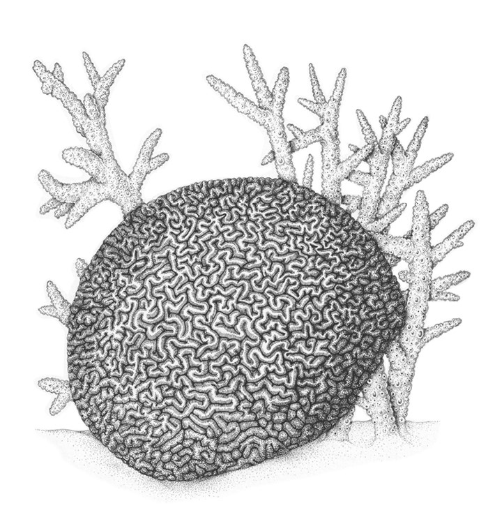 Иллюстрация к книге — Жизнь на нашей планете. Мое предупреждение миру на грани катастрофы [i_022.jpg]