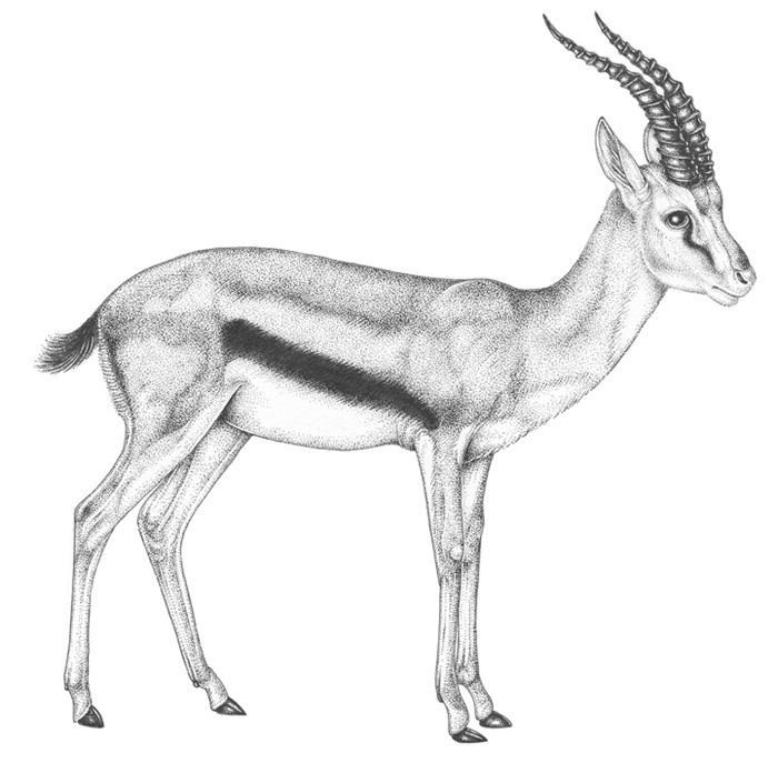 Иллюстрация к книге — Жизнь на нашей планете. Мое предупреждение миру на грани катастрофы [i_029.jpg]