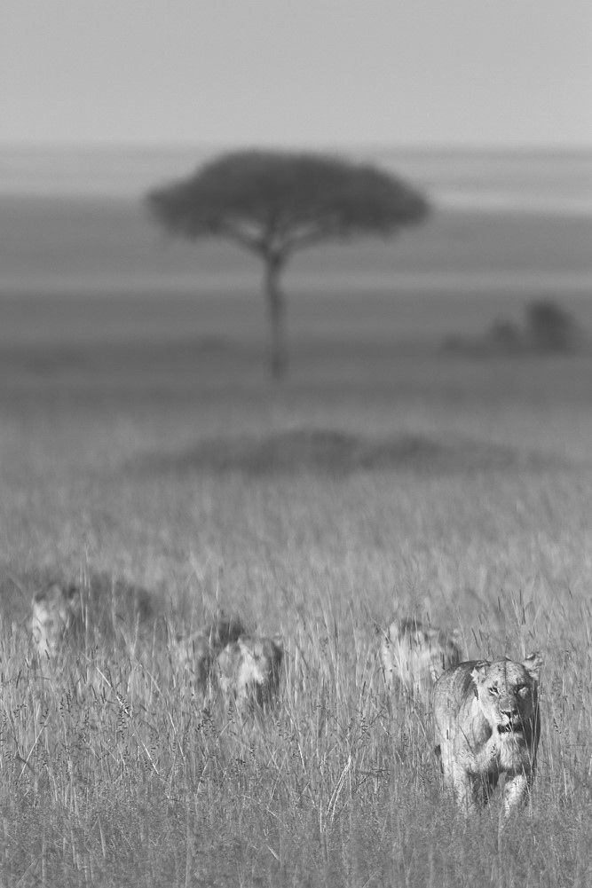 Иллюстрация к книге — Жизнь на нашей планете. Мое предупреждение миру на грани катастрофы [i_030.jpg]