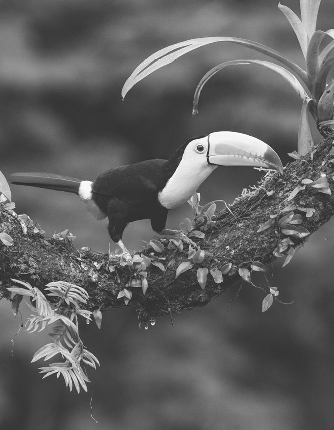 Иллюстрация к книге — Жизнь на нашей планете. Мое предупреждение миру на грани катастрофы [i_032.jpg]