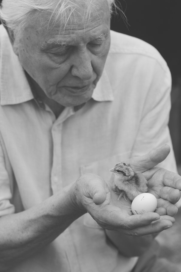 Иллюстрация к книге — Жизнь на нашей планете. Мое предупреждение миру на грани катастрофы [i_036.jpg]