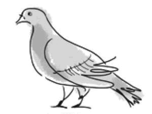 Иллюстрация к книге — Подорожник [i_009.jpg]